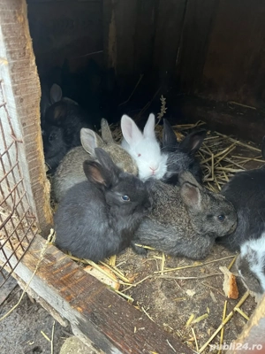 vand pui de iepure de 2 luni  - imagine 4