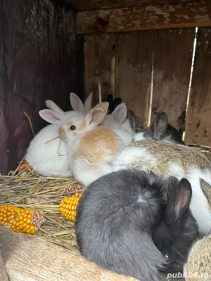 vand pui de iepure de 2 luni  - imagine 3