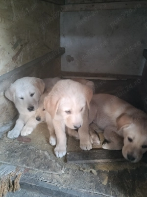 Căței laborator Retriever își caută altă casă  - imagine 4