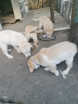 Căței laborator Retriever își caută altă casă  - imagine 5