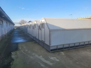 Vand padocuri porci - imagine 2