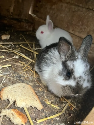 vand pui de iepure de 2 luni  - imagine 2