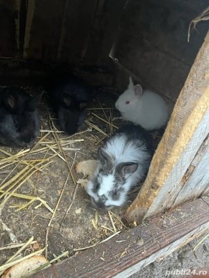 vand pui de iepure de 2 luni  - imagine 5