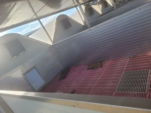 Vand padocuri porci - imagine 4