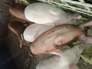 Vând purcei de 8 săptămâni înțărcați 