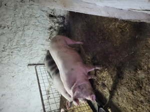 Porci de vânzare!!!! - imagine 3