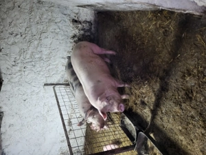 Porci de vânzare!!!! - imagine 5
