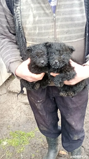 vand doi căței de întors  - imagine 2