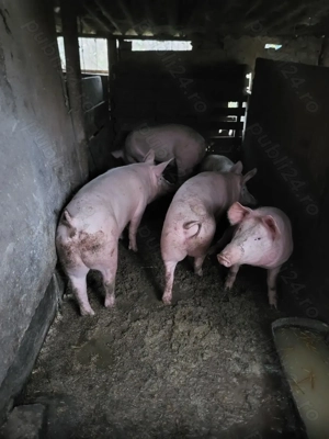 Porci de vânzare!!! - imagine 3