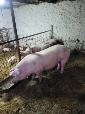 Porci de vânzare!!! - imagine 4