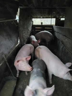 Porci de vânzare!!!