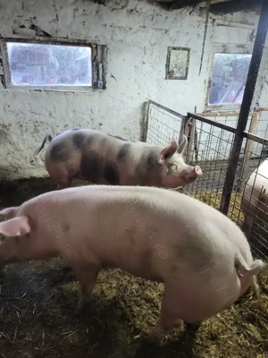 Porci de vânzare!!! - imagine 5