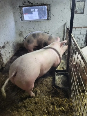 Porci de vânzare!!! - imagine 2