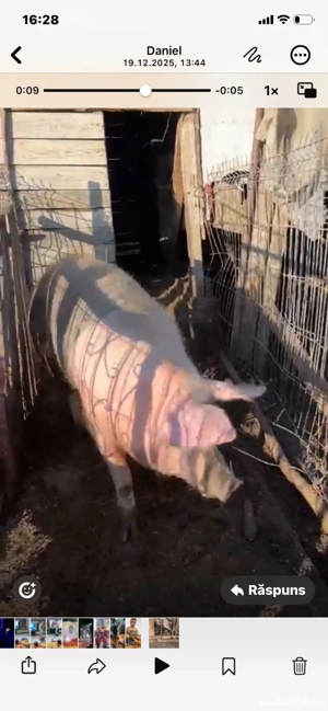 vand porc de carne pentru sacrificat 