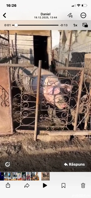 vand porc de carne pentru sacrificat  - imagine 2