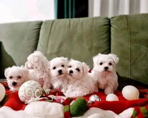 Băietei bichon maltez mini toy  - imagine 2