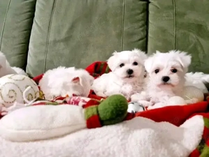 Bichoni maltezi mini toy 