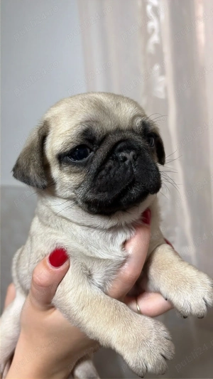 PUG Mops de vanzare
