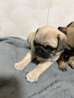 PUG Mops de vanzare - imagine 3
