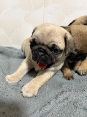 PUG Mops de vanzare - imagine 4