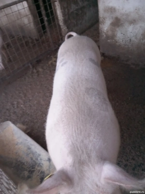 Trei purcele de vanzare 140,170,190 kg - imagine 2