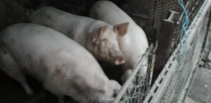 Porc de tara crescut bio