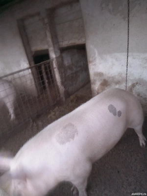 Trei purcele de vanzare 140,170,190 kg - imagine 3