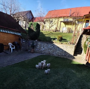  Pui Bichon Frisé jucăuși   crescuți cu grijă, iubitori - imagine 2