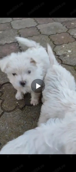  Pui Bichon Frisé jucăuși   crescuți cu grijă, iubitori