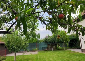 Casa 3 camere Domnesti - imagine 16