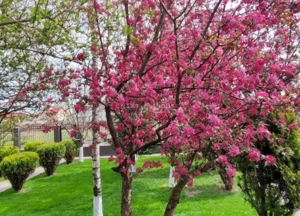 Casa 3 camere Domnesti - imagine 15