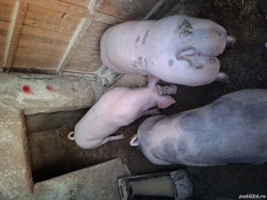 Porci de vanzare pietrean - imagine 3