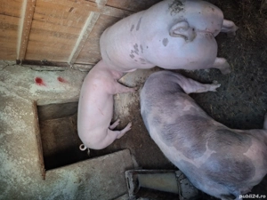 Porci de vanzare pietrean