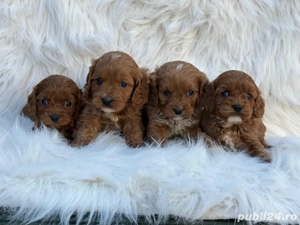 Cavapoo deosebiti  - imagine 3