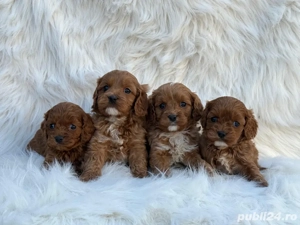 Cavapoo deosebiti  - imagine 4