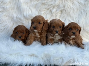 Cavapoo deosebiti  - imagine 2