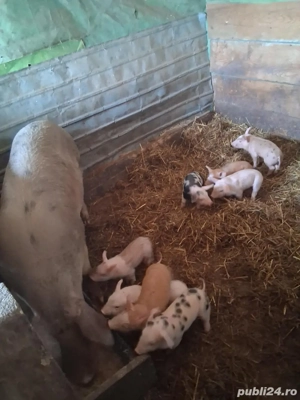 vand scroafe cu purcei 