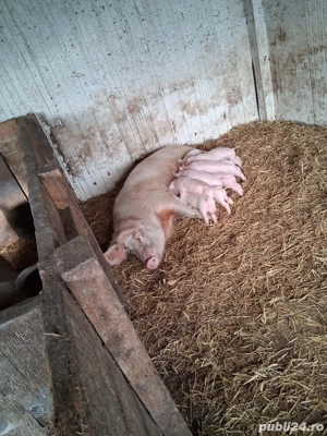 vand scroafe cu purcei  - imagine 2