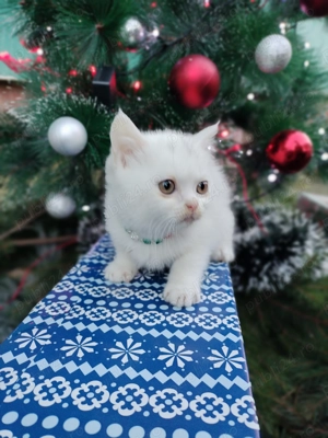 British Shorthair de vânzare  - imagine 2