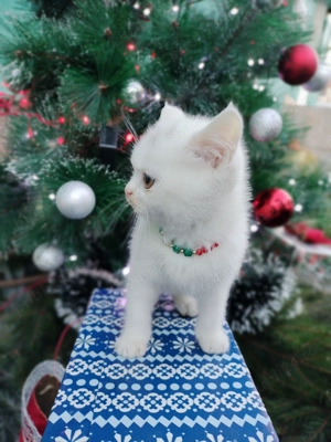 British Shorthair de vânzare  - imagine 3