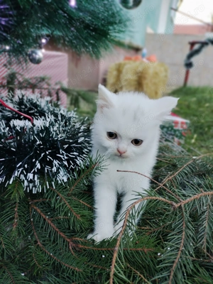 British Shorthair de vânzare  - imagine 4