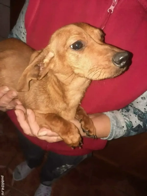 Cățeluși teckel maro 