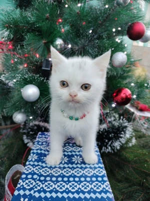 British Shorthair de vânzare  - imagine 5