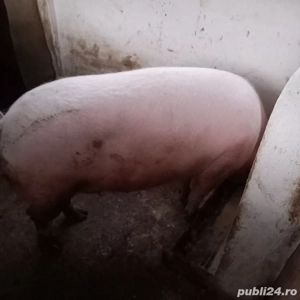 porc gras de vanzare