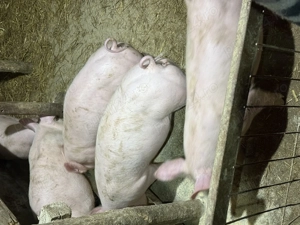 Purcei de vanzare  - imagine 2