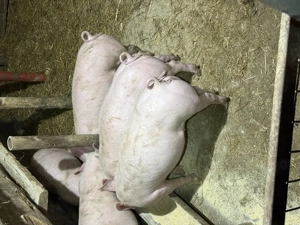 Purcei de vanzare  - imagine 3