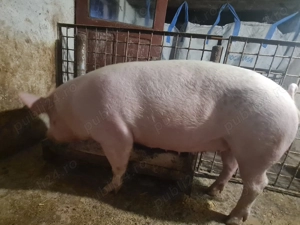Porc de vânzare  - imagine 2