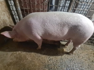 Porc de vânzare  - imagine 4