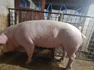 Porc de vânzare  - imagine 3