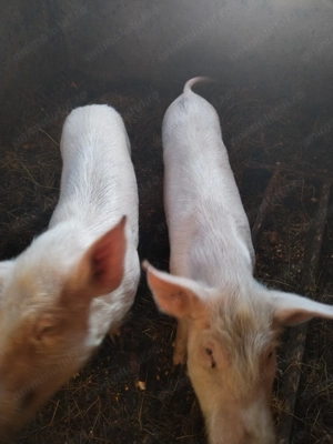 Vând purcei! Mai multe detalii la telefon!  - imagine 3